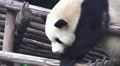 Lazy Panda Bear Rest On Top Of Wood Structure Close Up HD Video