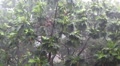 Tropical downpour. Trees and pouring rain Video