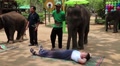 People at the show of elephants in Thailand Video