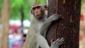 Monkey sitting on a tree, Rhesus macaque Video