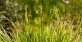 4K Green Grasses 14 Video