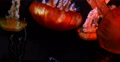 4K Jellyfish 10 Underwater Video