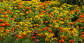 4K Mary Gold Flowers 01 Botanical Garden Video