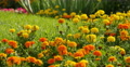 4K Mary Gold Flowers 04 Botanical Garden Video