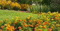 4K Mary Gold Flowers 05 Botanical Garden Video