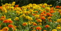 4K Mary Gold Flowers 06 Botanical Garden Video