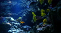 Tropical Fish 02 Underwater Video