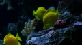 Tropical Fish 03 Underwater Video
