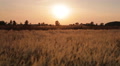 RACK FOCUS: The cereal (wheat) field by sunset background Video