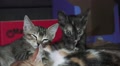 Cute Sleeping Kitten Cat Plie 02 HD Video