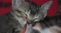 Cute Sleeping Kitten Face Close Up With Other Cats 4K Video