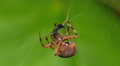 4K Orbweaver (Neoscona crucifera) Spider and Prey 1 Video
