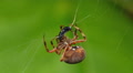 Orbweaver (Neoscona crucifera) Spider and Prey 1 Video
