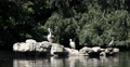 UHD 4K Grey Heron Bird Sitting Rock White Pelicans Lake St James Park London UK Video