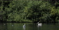 UltraHD 4K UHD Greylag Goose Duck White Pelicans Bird Lake St James Park London Video