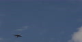 UltraHD 4K Arrival Jet Passenger Fly Aircraft Cargo Airplane Flying Blue Sky Day Video