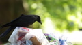 Black Bird Crow Raven Sitting on Full Garbage Bags Trashcan Dumpster Overloaded Video