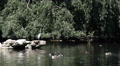 White Pelicans Group Grey Heron Bird Flying St James Royal Park London Sunny Day Video