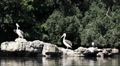 White Pelicans Group Grey Heron Bird Flock Pond Lake St James Royal Park London Video