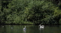Greylag Goose Tufted Duck White Pelicans Bird Flock Lake St James Park London UK Video