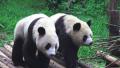 Two Pandas Walking Together In Forest HD Video