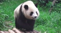 Panda Walking Thru The Grass Of The Forest 4K Video