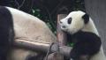 Little Panda Climbs Ontop Of Resting Giant Panda Bear 4K Video