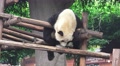 Panda Bear Hangs Out On Wood Shelter 4K Video