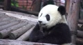 Little Panda Bear Plays With Piece Of Wood As Chew Toy 4K Video