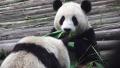 Panda Bears Eating Bamboo 01 HD Video