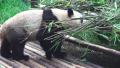 Panda Climbing Ontop Of A Pile Of Bamboo 01 4K Video