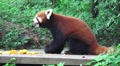 Red Panda Eating Fruit In Green Forest On Wood Platform HD Video