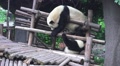 Two Panda Bears On Wood Playground HD Video