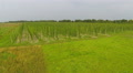 Flights over green field of hop. Agricultural landscape. Aerial Video