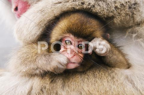 Portrait Of Baby Japanese Macaque