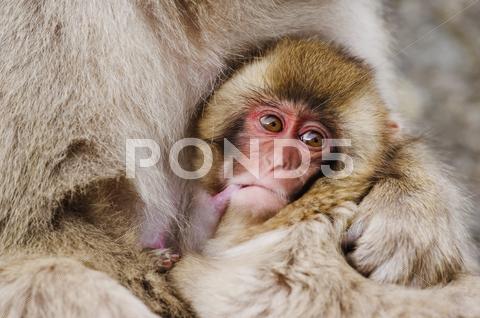 Japanese Macaque Nursing Baby
