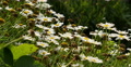 4K Daisy 02 White Flower Video