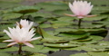 4K Lily Pad 04 Reflections on water Video
