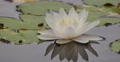 4K Lily Pad 07 Reflections on water Video