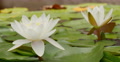 4K Lily Pad 08 Reflections on water Video