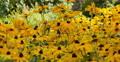Sunflowers 05 Waving in wind 4K Video