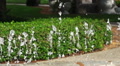 Dancing Drops Of Splashing Water From Water Fountain In Green Park Video