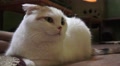 White Cat With Black Spot Looks Around HD Video