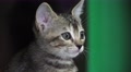 Gray Tabby Cat Kitten Face Close Up 4K Video