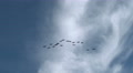 Canada Geese, Geese, Birds, Fly, Flight, Flying, 4K, UHD Video