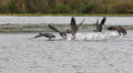 Canada Geese, Geese, Fly, Flying, Birds, 4K Video