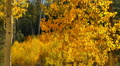 Aspen Forest 05 Fall Foliage in Grand Canyon North Rim USA Video