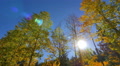Aspen Forest 12 Tilt Down Fall Foliage in Grand Canyon North Rim USA Video