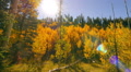 Aspen Forest 14 Pan R and Up Fall Foliage in Grand Canyon North Rim USA Video
