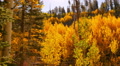 Aspen Forest 15 Pan R Fall Foliage in Grand Canyon North Rim USA Video